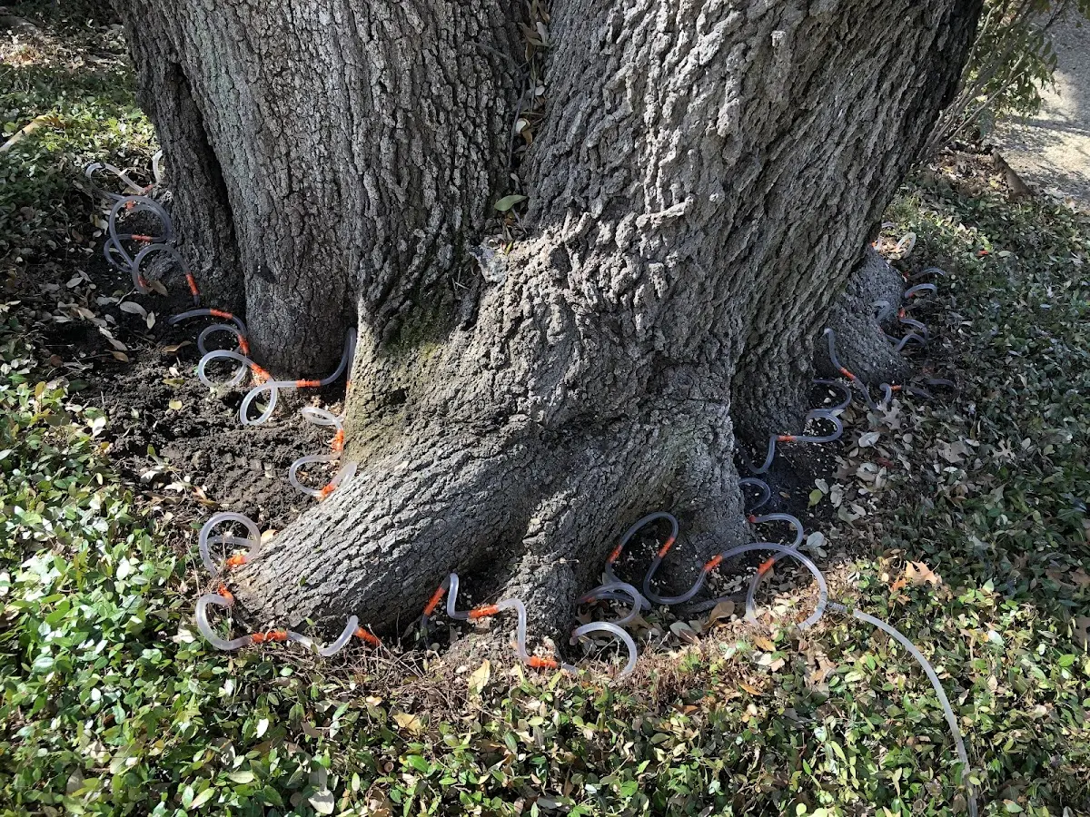 Detailed Tree Cabling and Bracing job site in Isle Of Palms