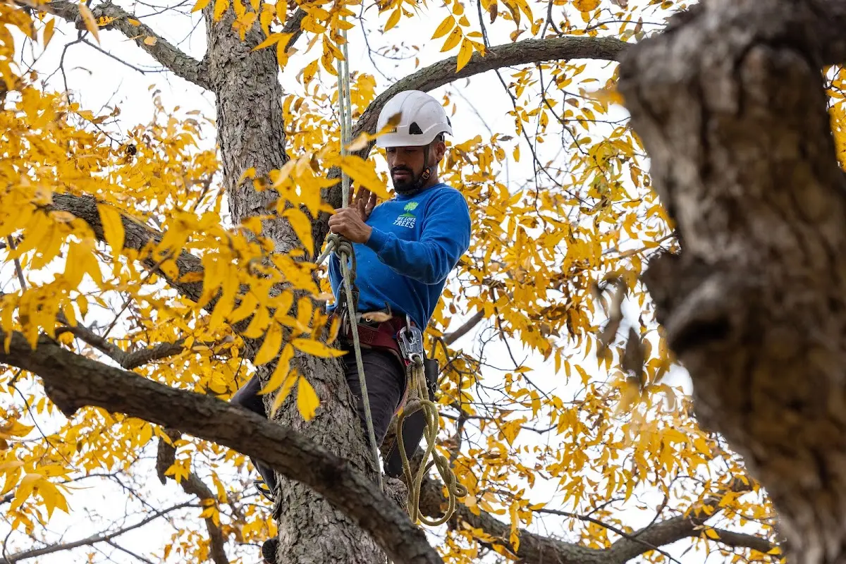 Skilled Tree Pruning crew working in Isle Of Palms