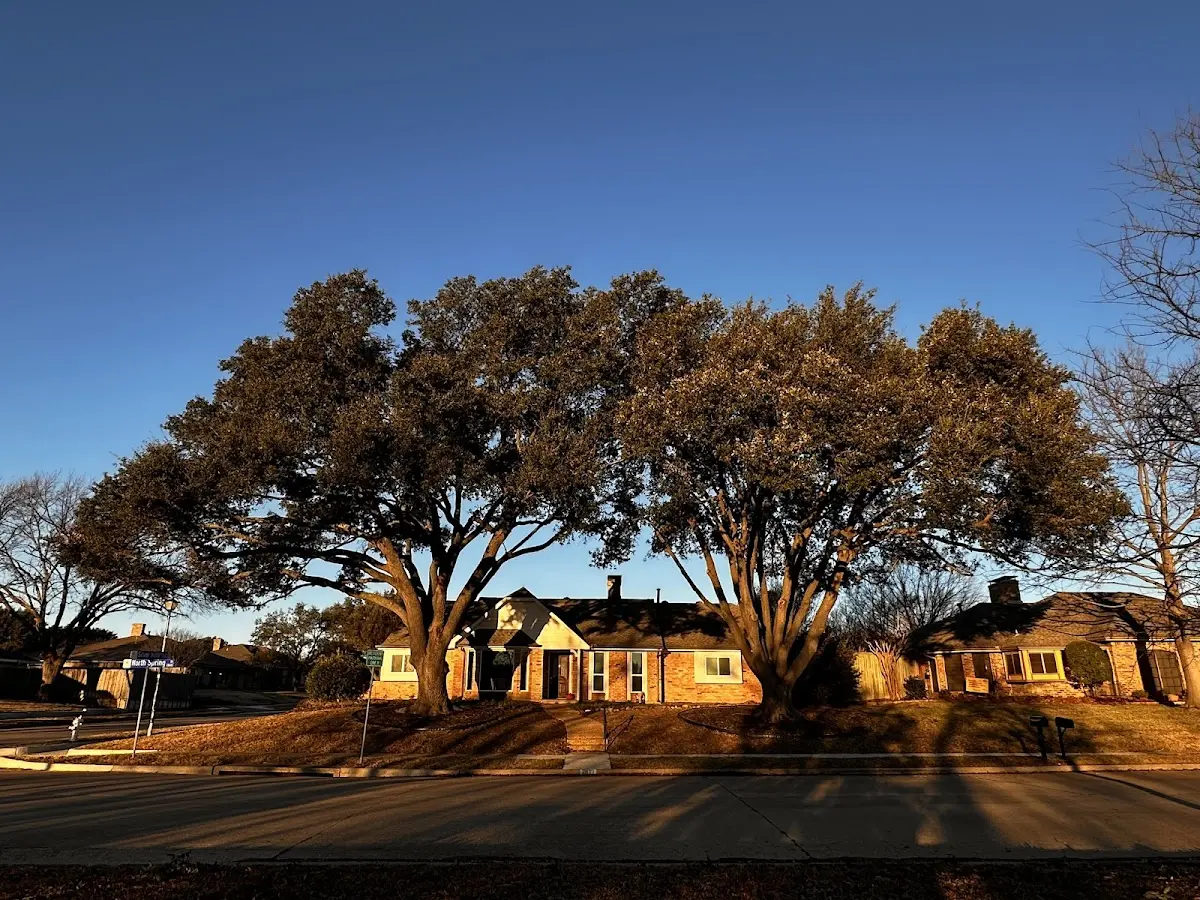 Established residential canopy tree shading a home in Isle Of Palms